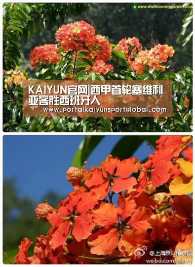 KAIYUN官网|西甲首轮塞维利亚客胜西班牙人(图4) 开云体育直播